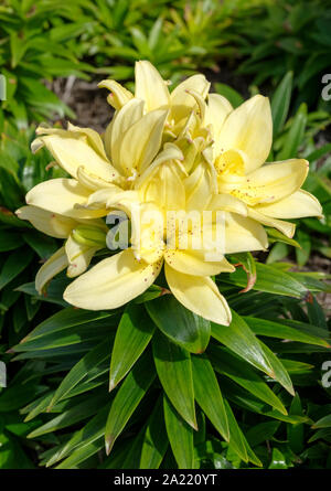 Cremige farbige, hellgelbe Asiatische Topf Lilium "Berg der Freude", Lilium 'Mountain Freude', Lilie 'Mountain Freude', Zwerg asiatische Double lily Blumen Stockfoto