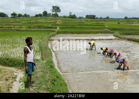 Indien Westbengal, Dorfes Gandhiji Songha, SRI System der Reis Intensivierung, Reisanbau, Neupflanzung von Reis Sämlinge in genaue Entfernung / INDIEN Westbengalen, Dorf Gandhiji Songha, Landwirtschaft, Anpassung eine Höhle Klimawandel, Verbesserung des Anbau Durch SRI System Zur Intensivierung des Reisanbau Stockfoto