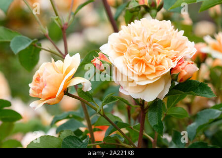 Hybrid Moschus Rosen, Rosa' Port Sunlight', Englisch, Strauch, Rose, Rosa 'Auslofty' Stockfoto