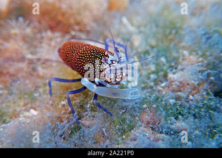 Hummel Garnelen - Gnathophyllum elegans entdeckt Stockfoto