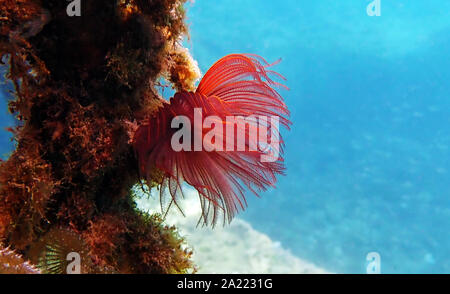 Rot/Violett Staubwedel tubeworm - Branchiomma luctuosum Stockfoto