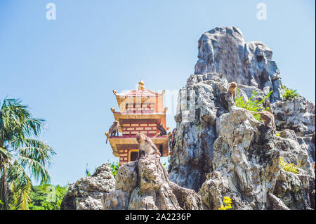 Makake Affen springen auf Felsen. Monkey Island, Vietnam Stockfoto