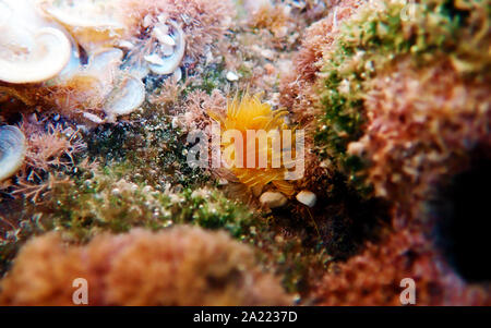 Gelbe mediterrane Hufeisen - Tubeworm (Protula tubularia) Stockfoto