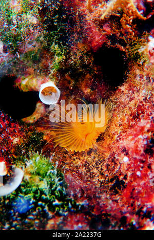 Gelbe mediterrane Hufeisen - Tubeworm (Protula tubularia) Stockfoto