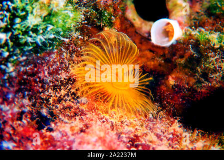 Gelbe mediterrane Hufeisen - Tubeworm (Protula tubularia) Stockfoto