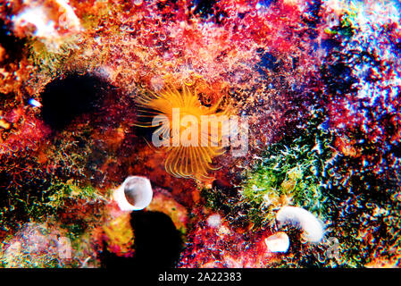 Gelbe mediterrane Hufeisen - Tubeworm (Protula tubularia) Stockfoto