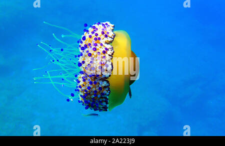 Mediterrane Spiegelei Quallen Cotylorhiza tuberculata Stockfoto