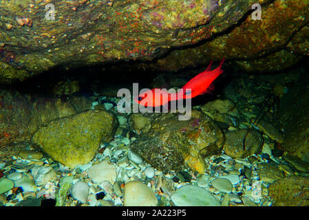 Apogon imberbis-Mittelmeer Cardinalfish, König der Meeräschen Stockfoto