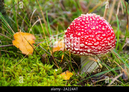 Amanita muscaria, fly Agaric oder amanita Fliegen, giftige rot und weiß gefleckte Kiefernwald Pilz unter den Gras und Moos, in der Nähe Stockfoto