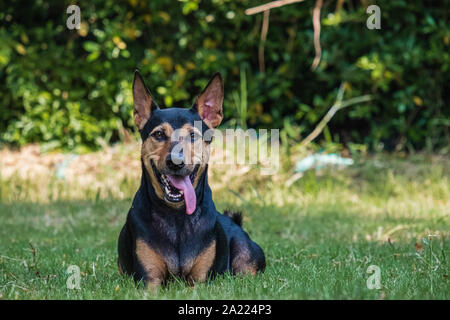 Streunende Köter gerettet Thai Hund im Garten ausruhen Stockfoto