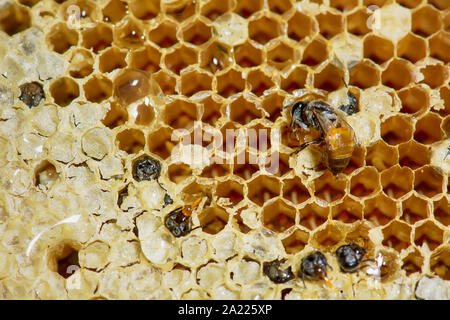 Nest von APIS FLOREA bei Frost Bedingungen bis zum Einfrieren in einigen Teilen. Stockfoto