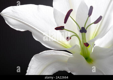 Nahaufnahme der weißen Lilie Blume auf dunklem Hintergrund Stockfoto