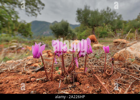 Gruppe von Ivy-leaved Alpenveilchen (Cyclamen Hederifolium oder sowbread) im Olivenhain Umgebung auf der Halbinsel Peloponnes, Griechenland Stockfoto