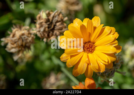 Orangefarbener Ringelblume (lat. Calendula officinalis), dem Ringelblume, den Ruddles, der gemeinen Ringelblume oder der schottischen Ringelblume. Stockfoto