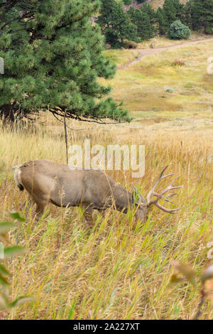 Buck mit dem Kopf nach unten essen Gras in Colorado Stockfoto