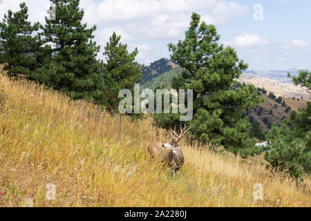 Rotwild große Buck in Colorado Park Stockfoto