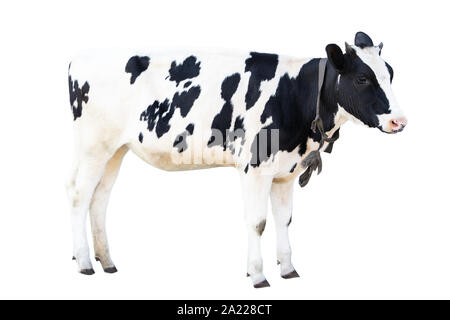 Schwarze und weiße Kuh auf einem weißen Hintergrund farm animal, schöne Kuh Stockfoto