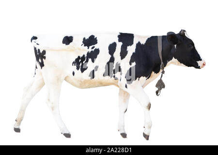 Schwarze und weiße Kuh auf einem weißen Hintergrund farm animal, schöne Kuh Stockfoto