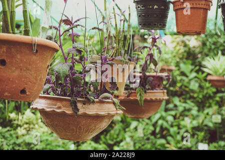 Hängende Baumschule Topfpflanze wächst mein Garten am Haus Veranda. Schönen Garten aufhängen Plan auf meinen Garten. Stockfoto