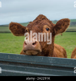 Freundliche Kuh Stockfoto