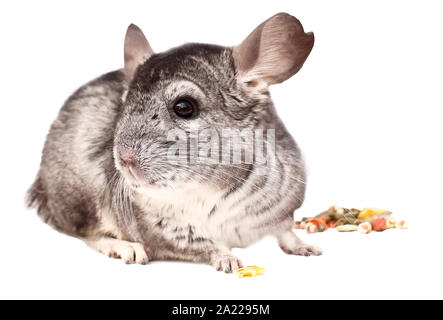 Chinchilla. Chinchilla sitzen auf weißem Hintergrund, schöne Chinchilla Stockfoto