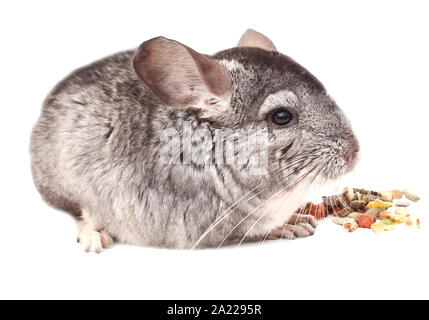 Chinchilla. Chinchilla sitzen auf weißem Hintergrund, schöne Chinchilla Stockfoto