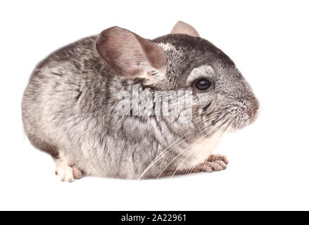 Chinchilla. Chinchilla sitzen auf weißem Hintergrund, schöne Chinchilla Stockfoto