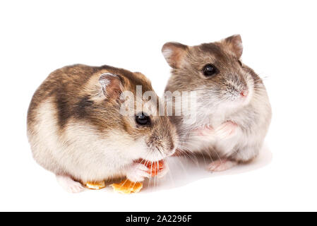 Zwerghamster, Goldhamster, lustige Hamster, Hamster isst Stockfoto