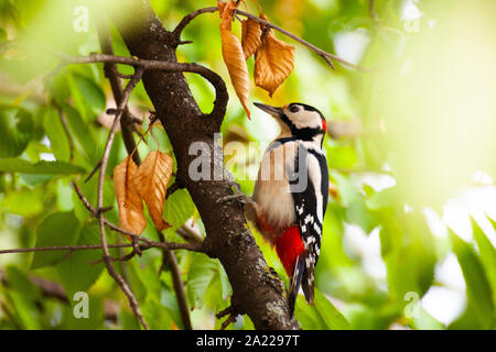 Buntspecht (Dendrocopos major) closeup auf grünem Hintergrund Stockfoto