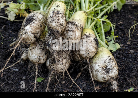 Eine Nahaufnahme Foto frisch gepflückte Chinesischen Radieschen noch teilweise mit Schmutz bedeckt. Stockfoto