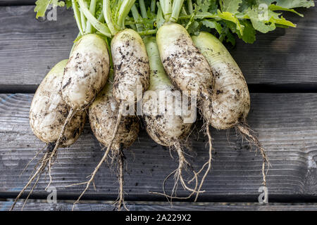 Eine Nahaufnahme Foto frisch gepflückte Chinesischen Radieschen noch teilweise mit Schmutz bedeckt. Stockfoto