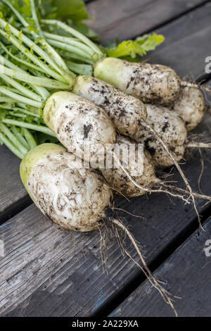 Eine Nahaufnahme Foto frisch gepflückte Chinesischen Radieschen noch teilweise mit Schmutz bedeckt. Stockfoto