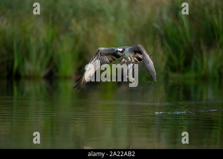 Fischadler (Pandion haliaetus), Fische zu fangen, Stockfoto