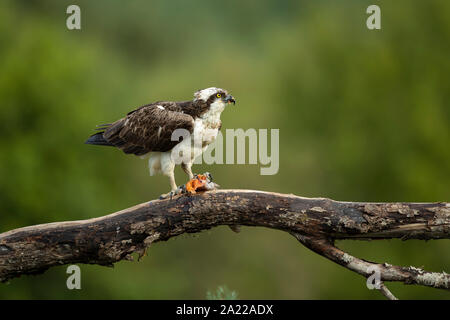 Fischadler (Pandion haliaetus) Fütterung von Fischen Stockfoto