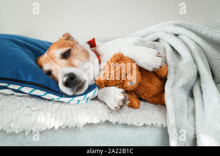 Sleeping Jack Russel Terrier Welpe Hund mit Teddybären Spielzeug Stockfoto