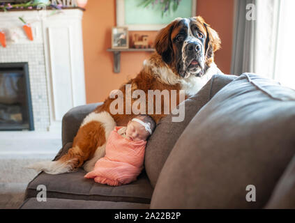 Neugeborene Mädchen kuschelte mit großen Hund zu Hause auf der Couch Stockfoto