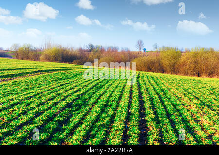 Grüne Zeilen der jungen Weizen auf mährischen Landwirtschaft Feld im Frühling. Kleine Kapelle auf Hintergrund. Der Tschechischen Republik Stockfoto