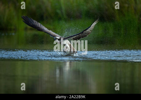 Fischadler (Pandion haliaetus) Angeln Stockfoto