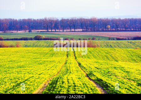 Grüne Zeilen der jungen Weizen auf mährischen Landwirtschaft Feld im Frühling, Tschechische Republik Stockfoto