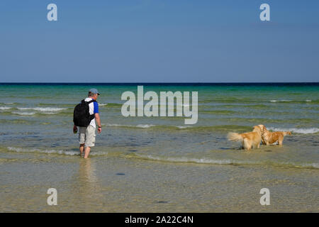 Ein Mann wacht seine beiden Hunde genießen das Meer in St Ives in Cornwall. Stockfoto