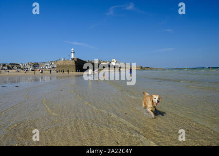 Ein Hund Genießen der Strand von St. Ives in Cornwall. Stockfoto