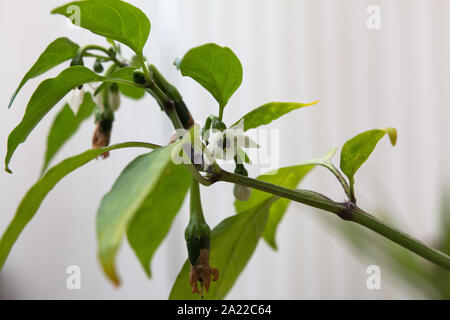 Weiße Blumen auf einer Jalapeño Chili Pflanze Stockfoto