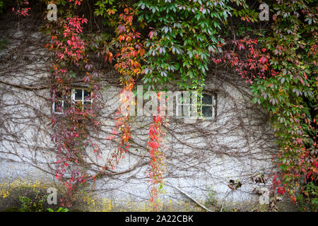 Alte überwucherte Hütte, Deutschland, Europa Stockfoto