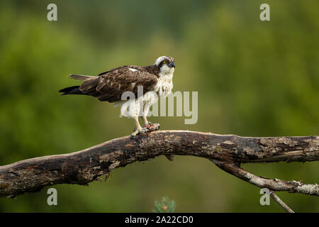 Fischadler (Pandion haliaetus) Fütterung von Fischen Stockfoto