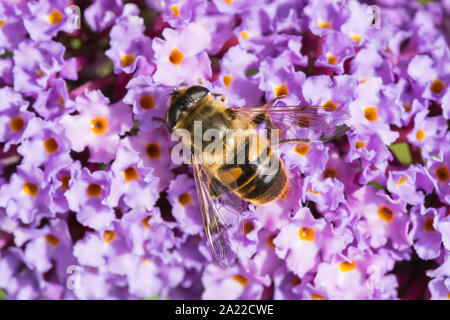 Drone Fly nectaring auf sommerflieder Stockfoto