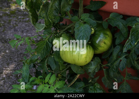 Grüne Tomaten reifen auf den Zweigen einer Tomate Bush Stockfoto