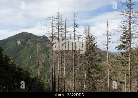 Kranke und Sterbende Fichten in der Nähe von Sarnia Skala, ein Berg im Tatra Nationalpark, am 16. September 2019, in der Nähe von Kolobrzeg, Zakopane, Malopolska, Polen. Die Europäische Fichte Käfer (Ips typographus) ist einer der 116 Borkenkäfer arten in Polen, die tötet Tausende von Fichten. Des insekts Bevölkerung kann schnell über Wind und Schnee, usw., die schließlich eine Lücke in der Landschaft wachsen, dadurch ändert sich Ökologie der Waldboden. Stockfoto