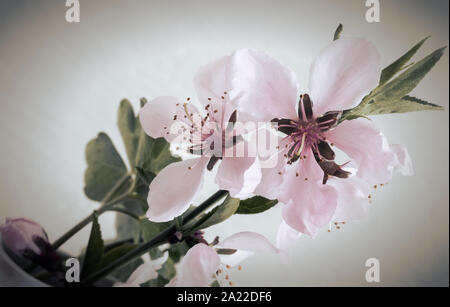 Zweig von Peach Blossom auf weißem Hintergrund. Stockfoto