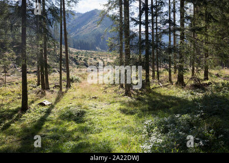 Ein Wald Landschaft, wo Fichten wurden schlecht durch die Europäische Fichte Käfer betroffen, in Dolina Chocholowska ein Wanderweg in der polnischen Tatra, am 17. September 2019, in der Nähe von Zakopane, Malopolska, Polen. Die Europäische Fichte Käfer (Ips typographus) ist einer der 116 Borkenkäfer arten in Polen, die tötet Tausende von Fichten. Des insekts Bevölkerung kann schnell über Wind und Schnee, usw., die schließlich eine Lücke in der Landschaft wachsen, dadurch ändert sich Ökologie der Waldboden. Stockfoto