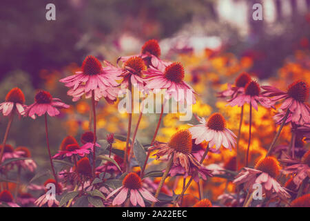 Schönen Fee verträumt Magic rosa Echinacea purpurea, Ost lila Hedgehog coneflower Blumen auf verblasste verschwommenen Hintergrund. Dunkle Kunst moody Floral. Zu Stockfoto